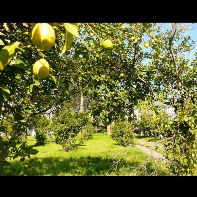 B&B Casa Maria Vittoria 托雷德尔格雷科 外观 照片